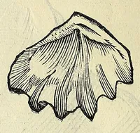 Picture 35 of 66 from Vlyssis Aldrovandi philosophi, et medici Bononiensis, De reliquis animalibus exanguibus libri quatuor (1606), leaf 468