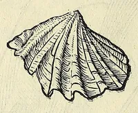 Picture 36 of 66 from Vlyssis Aldrovandi philosophi, et medici Bononiensis, De reliquis animalibus exanguibus libri quatuor (1606), leaf 468