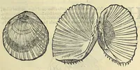Picture 37 of 66 from Vlyssis Aldrovandi philosophi, et medici Bononiensis, De reliquis animalibus exanguibus libri quatuor (1606), leaf 471