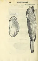 Picture 38 of 66 from Vlyssis Aldrovandi philosophi, et medici Bononiensis, De reliquis animalibus exanguibus libri quatuor (1606), leaf 474