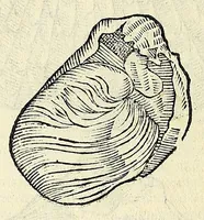 Picture 39 of 66 from Vlyssis Aldrovandi philosophi, et medici Bononiensis, De reliquis animalibus exanguibus libri quatuor (1606), leaf 478
