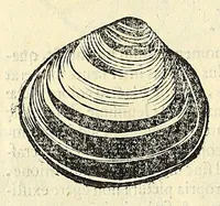Picture 41 of 66 from Vlyssis Aldrovandi philosophi, et medici Bononiensis, De reliquis animalibus exanguibus libri quatuor (1606), leaf 482