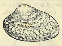 Picture 42 of 66 from Vlyssis Aldrovandi philosophi, et medici Bononiensis, De reliquis animalibus exanguibus libri quatuor (1606), leaf 482
