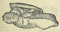 Picture 43 of 66 from Vlyssis Aldrovandi philosophi, et medici Bononiensis, De reliquis animalibus exanguibus libri quatuor (1606), leaf 495