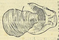 An illustration from Vlyssis Aldrovandi philosophi, et medici Bononiensis, De reliquis animalibus exanguibus libri quatuor (1606)