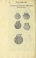 Picture 47 of 66 from Vlyssis Aldrovandi philosophi, et medici Bononiensis, De reliquis animalibus exanguibus libri quatuor (1606), leaf 522