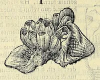 Picture 49 of 66 from Vlyssis Aldrovandi philosophi, et medici Bononiensis, De reliquis animalibus exanguibus libri quatuor (1606), leaf 544