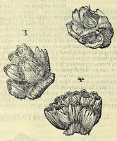 Picture 50 of 66 from Vlyssis Aldrovandi philosophi, et medici Bononiensis, De reliquis animalibus exanguibus libri quatuor (1606), leaf 544