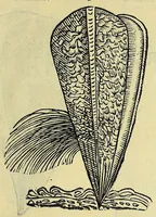 Picture 51 of 66 from Vlyssis Aldrovandi philosophi, et medici Bononiensis, De reliquis animalibus exanguibus libri quatuor (1606), leaf 551