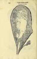 Picture 52 of 66 from Vlyssis Aldrovandi philosophi, et medici Bononiensis, De reliquis animalibus exanguibus libri quatuor (1606), leaf 554