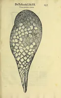 Picture 53 of 66 from Vlyssis Aldrovandi philosophi, et medici Bononiensis, De reliquis animalibus exanguibus libri quatuor (1606), leaf 557