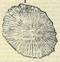 Picture 54 of 66 from Vlyssis Aldrovandi philosophi, et medici Bononiensis, De reliquis animalibus exanguibus libri quatuor (1606), leaf 566
