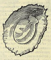 Picture 55 of 66 from Vlyssis Aldrovandi philosophi, et medici Bononiensis, De reliquis animalibus exanguibus libri quatuor (1606), leaf 566