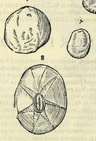 Picture 56 of 66 from Vlyssis Aldrovandi philosophi, et medici Bononiensis, De reliquis animalibus exanguibus libri quatuor (1606), leaf 566