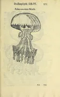 Picture 60 of 66 from Vlyssis Aldrovandi philosophi, et medici Bononiensis, De reliquis animalibus exanguibus libri quatuor (1606), leaf 595