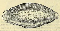 Picture 61 of 66 from Vlyssis Aldrovandi philosophi, et medici Bononiensis, De reliquis animalibus exanguibus libri quatuor (1606), leaf 600