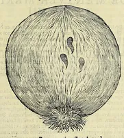 Picture 62 of 66 from Vlyssis Aldrovandi philosophi, et medici Bononiensis, De reliquis animalibus exanguibus libri quatuor (1606), leaf 607