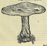Picture 63 of 66 from Vlyssis Aldrovandi philosophi, et medici Bononiensis, De reliquis animalibus exanguibus libri quatuor (1606), leaf 607