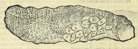 Picture 64 of 66 from Vlyssis Aldrovandi philosophi, et medici Bononiensis, De reliquis animalibus exanguibus libri quatuor (1606), leaf 610