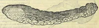 Picture 65 of 66 from Vlyssis Aldrovandi philosophi, et medici Bononiensis, De reliquis animalibus exanguibus libri quatuor (1606), leaf 610