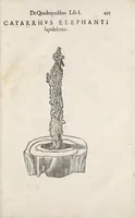 Picture 7 of 7 from Vlyssis Aldrovandi patricii Bononiensis De quadrupedibus solidipedibus volumen integrum (1639), leaf 513