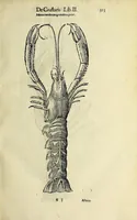 Picture 4 of 71 from Vlyssis Aldrovandi philosophi, et medici Bononiensis De reliquis animalibus exanguibus libri quatuor (1642), leaf 125
