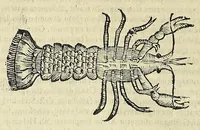 Picture 5 of 71 from Vlyssis Aldrovandi philosophi, et medici Bononiensis De reliquis animalibus exanguibus libri quatuor (1642), leaf 142