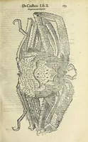 Picture 7 of 71 from Vlyssis Aldrovandi philosophi, et medici Bononiensis De reliquis animalibus exanguibus libri quatuor (1642), leaf 191