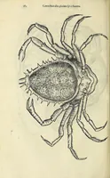 An illustration from Vlyssis Aldrovandi philosophi, et medici Bononiensis De reliquis animalibus exanguibus libri quatuor (1642)