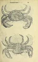 Picture 9 of 71 from Vlyssis Aldrovandi philosophi, et medici Bononiensis De reliquis animalibus exanguibus libri quatuor (1642), leaf 201
