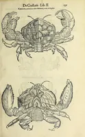 Picture 10 of 71 from Vlyssis Aldrovandi philosophi, et medici Bononiensis De reliquis animalibus exanguibus libri quatuor (1642), leaf 203