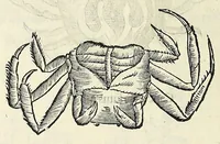 Picture 11 of 71 from Vlyssis Aldrovandi philosophi, et medici Bononiensis De reliquis animalibus exanguibus libri quatuor (1642), leaf 206