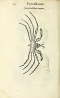 An illustration from Vlyssis Aldrovandi philosophi, et medici Bononiensis De reliquis animalibus exanguibus libri quatuor (1642)