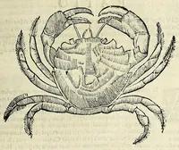 Picture 13 of 71 from Vlyssis Aldrovandi philosophi, et medici Bononiensis De reliquis animalibus exanguibus libri quatuor (1642), leaf 219