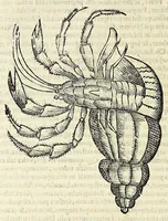 Picture 14 of 71 from Vlyssis Aldrovandi philosophi, et medici Bononiensis De reliquis animalibus exanguibus libri quatuor (1642), leaf 230