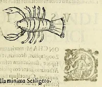 Picture 16 of 71 from Vlyssis Aldrovandi philosophi, et medici Bononiensis De reliquis animalibus exanguibus libri quatuor (1642), leaf 233