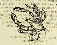 Picture 17 of 71 from Vlyssis Aldrovandi philosophi, et medici Bononiensis De reliquis animalibus exanguibus libri quatuor (1642), leaf 233