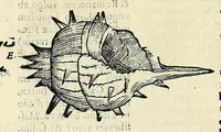 Picture 18 of 71 from Vlyssis Aldrovandi philosophi, et medici Bononiensis De reliquis animalibus exanguibus libri quatuor (1642), leaf 296