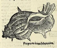 Picture 19 of 71 from Vlyssis Aldrovandi philosophi, et medici Bononiensis De reliquis animalibus exanguibus libri quatuor (1642), leaf 296