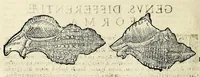 An illustration from Vlyssis Aldrovandi philosophi, et medici Bononiensis De reliquis animalibus exanguibus libri quatuor (1642)