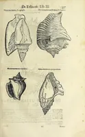 An illustration from Vlyssis Aldrovandi philosophi, et medici Bononiensis De reliquis animalibus exanguibus libri quatuor (1642)