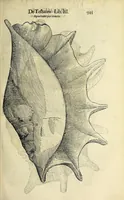 An illustration from Vlyssis Aldrovandi philosophi, et medici Bononiensis De reliquis animalibus exanguibus libri quatuor (1642)