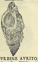 Picture 23 of 71 from Vlyssis Aldrovandi philosophi, et medici Bononiensis De reliquis animalibus exanguibus libri quatuor (1642), leaf 361