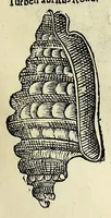 Picture 24 of 71 from Vlyssis Aldrovandi philosophi, et medici Bononiensis De reliquis animalibus exanguibus libri quatuor (1642), leaf 361