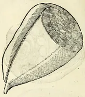 Picture 25 of 71 from Vlyssis Aldrovandi philosophi, et medici Bononiensis De reliquis animalibus exanguibus libri quatuor (1642), leaf 364