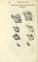 An illustration from Vlyssis Aldrovandi philosophi, et medici Bononiensis De reliquis animalibus exanguibus libri quatuor (1642)