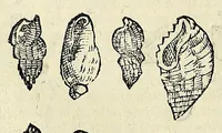 Picture 27 of 71 from Vlyssis Aldrovandi philosophi, et medici Bononiensis De reliquis animalibus exanguibus libri quatuor (1642), leaf 374