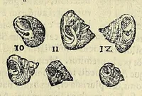 An illustration from Vlyssis Aldrovandi philosophi, et medici Bononiensis De reliquis animalibus exanguibus libri quatuor (1642)