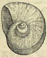An illustration from Vlyssis Aldrovandi philosophi, et medici Bononiensis De reliquis animalibus exanguibus libri quatuor (1642)