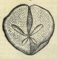 Picture 31 of 71 from Vlyssis Aldrovandi philosophi, et medici Bononiensis De reliquis animalibus exanguibus libri quatuor (1642), leaf 416